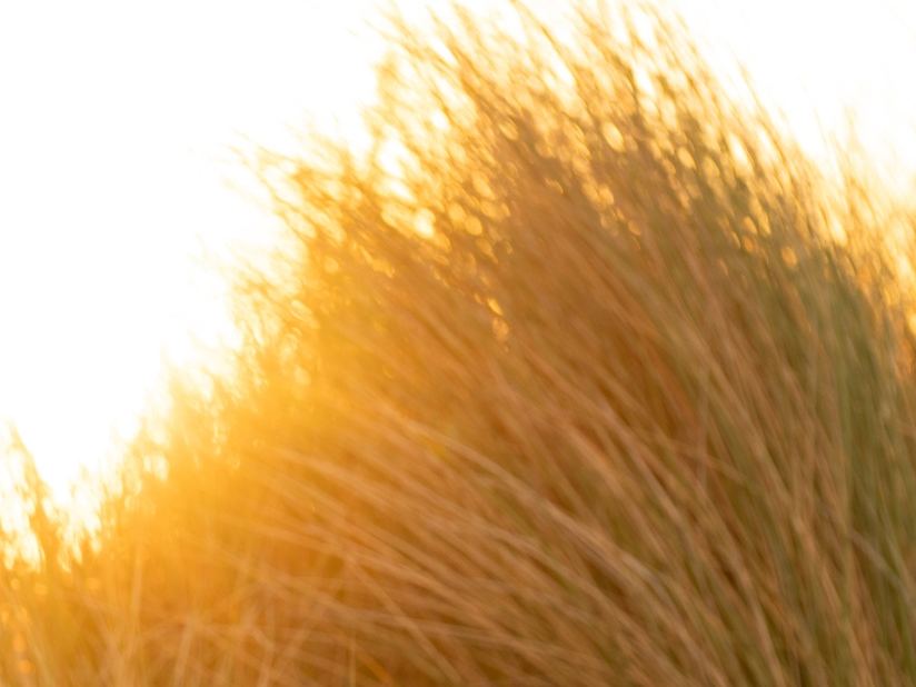 Dünengras im Gegenlicht der Abendsonne